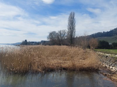 <p>Au bord du lac à Praz</p>