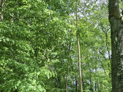 <p>Le départ de la balade, dans la forêt</p>