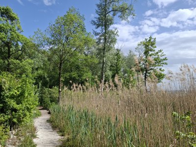<p>Entre forêt et roseaux</p>