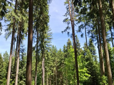 <p>Le chemin dans la forêt</p>