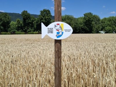 Les poissons indiquent le chemin à suivre
