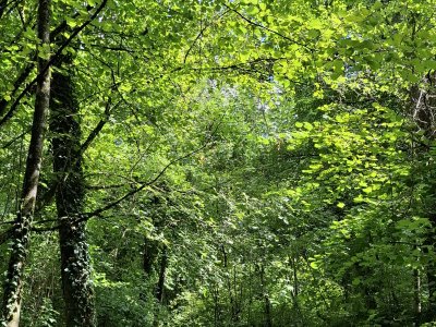 Dans la forêt