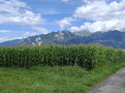 En sortant de la forêt