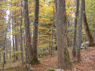 Couleurs automnales dans la forêt de Chaumont, en octobre