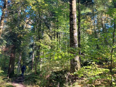 Le sentier dans la forêt