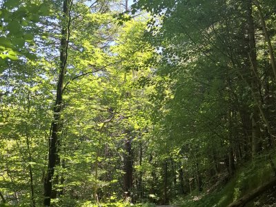 Dans la forêt
