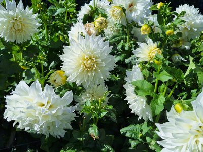Dahlias sur le quai de Morges