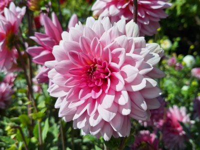 Dahlias sur le quai de Morges