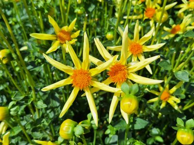 Dahlias sur le quai de Morges