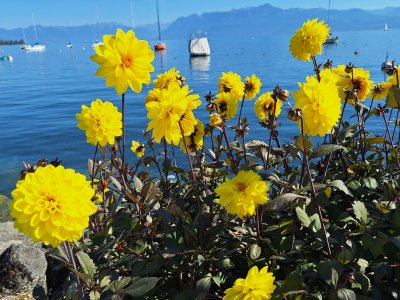 Dahlias sur le quai de Morges