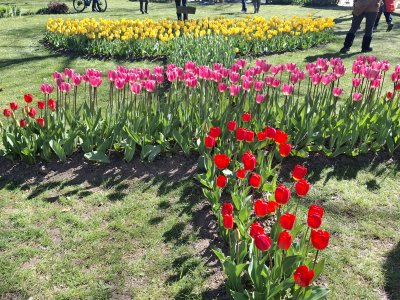 <p>Les tulipes</p>