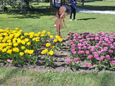 <p>Lors de la Fête des Tulipes</p>