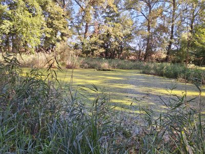 Etang tout vert