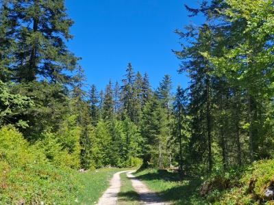 Le chemin forestier