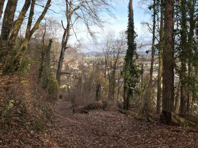 En redescendant dans la forêt