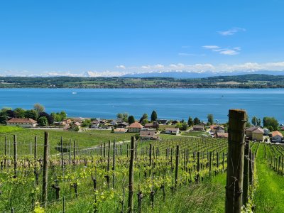 <p>Vue sur le vignoble, le lac de Morat et les Alpes.</p>