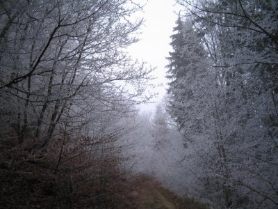 La forêt de Chaumont prise dans le givre