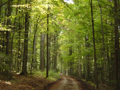 La forêt de Lajoux