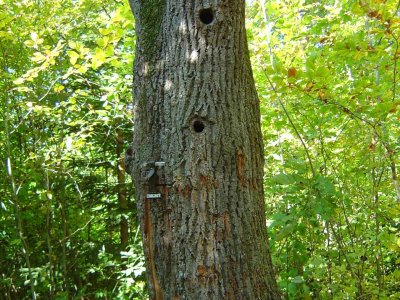 Un tronc d'arbre prêt à accueillir des oiseaux et leurs petits