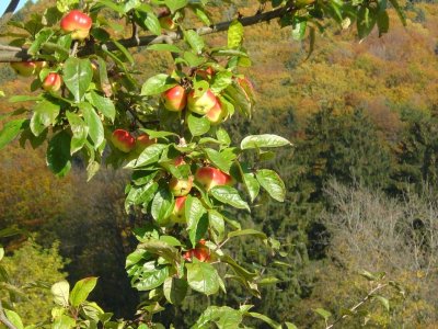 Un pommier à l'Arboretum