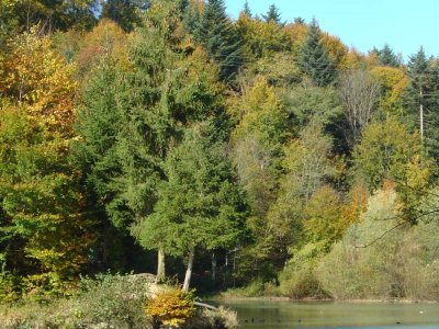 Le lac artificiel de l'Arboretum