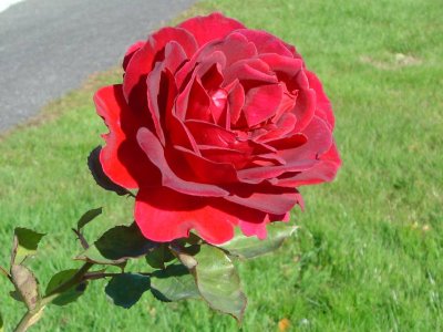 Prise sur le vif dans le "Jardin de Madame"