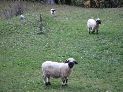 Moutons tête noire