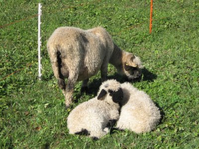 Moutons tête noire
