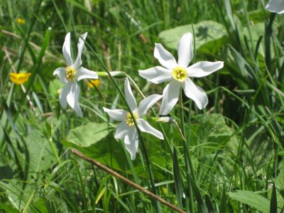 Narcisses