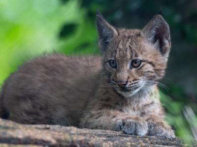 Source de la photo: Natur- und Tierpark Goldau
