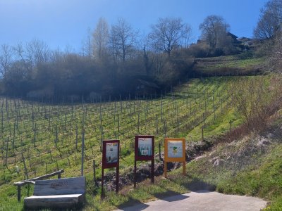 <p>Panneaux didactiques, dans le vignoble</p>