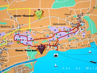 Plan du Chemin "Pinot Noir" (les points verts indiquent l'emplacement des panneaux didactiques)
