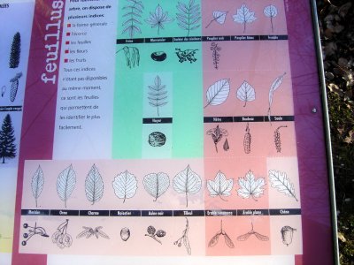 Le panneau "la forêt" nous apprend à reconnaître différents arbres d'après leurs feuilles
