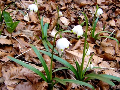 Perce-neige