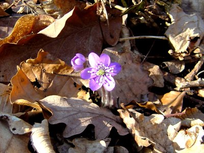 Hépatique à trois lobes (Hepatica nobilis)
