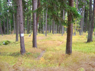 La forêt, claire et accueillante, le long du sentier didaludic