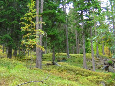 La forêt