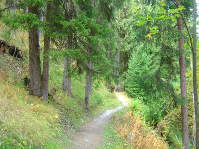 Le sentier serpente agréablement dans la forêt