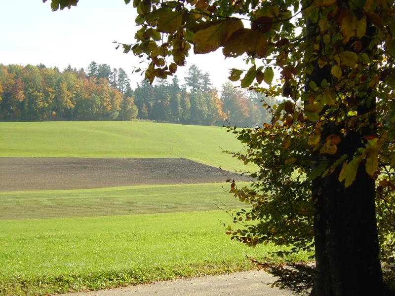 Forêt du Chalet-à-Gobet