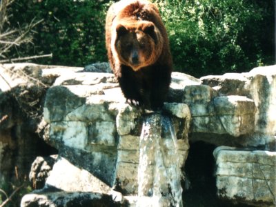 Un ours brun