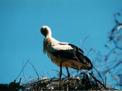 Une cigogne