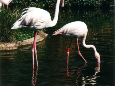 Des flamants rose