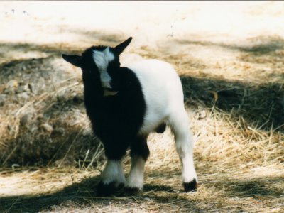 Un chevreau