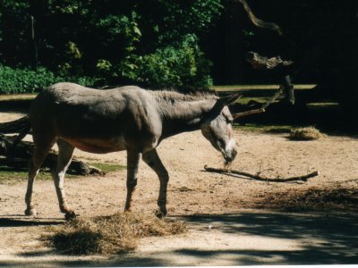 Un âne