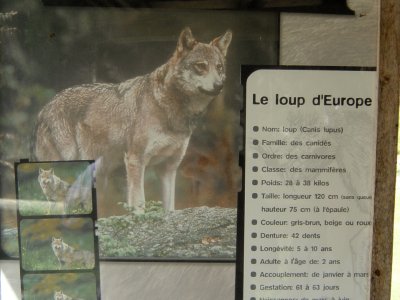 Quelques infos sur le loup