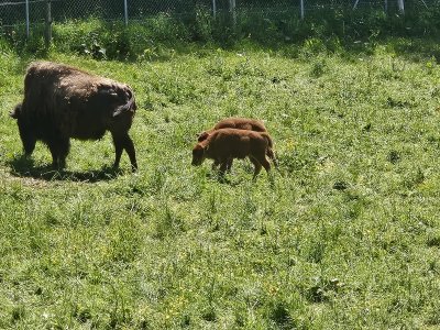 Zoo de Servion