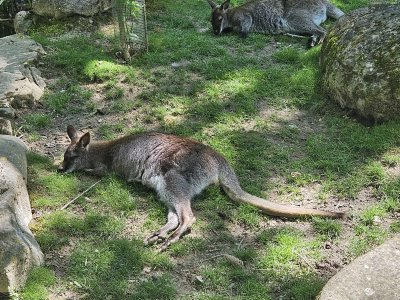 Zoo de Servion