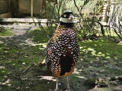 Zoo de Servion