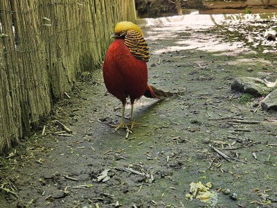Zoo de Servion