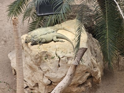 Tropiquarium